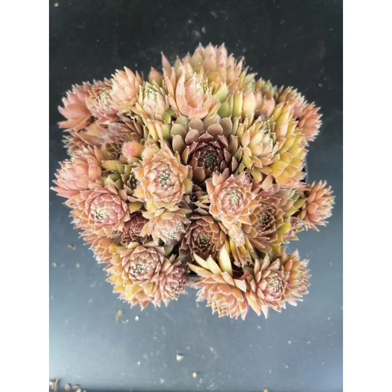 Sempervivum 'Storytelling Haven Burnet'