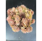 Sempervivum 'Storytelling Haven Burnet'