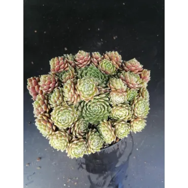 Sempervivum 'Silverkarneol'