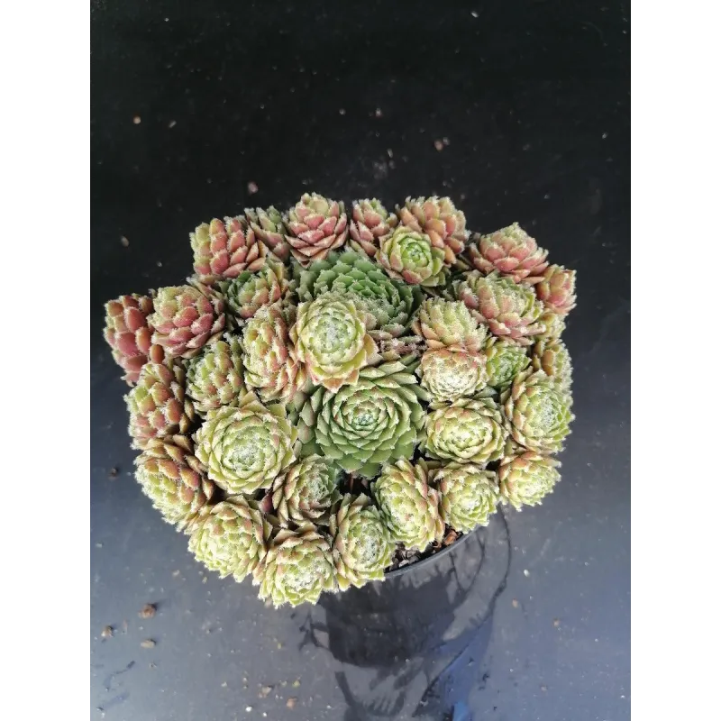 Sempervivum 'Silverkarneol'