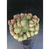 Sempervivum 'Silverkarneol'