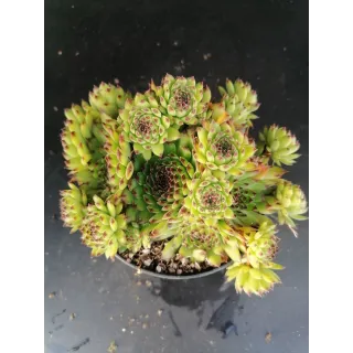 Sempervivum tectorum / Joubarbe des toits