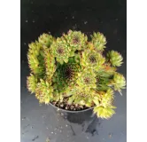 Sempervivum tectorum / Joubarbe des toits