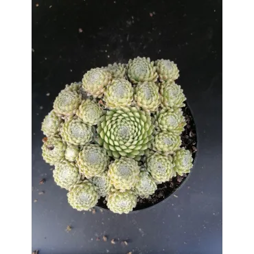 Sempervivum arachnoideum 'Minima'