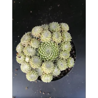 Sempervivum arachnoideum 'Minima'