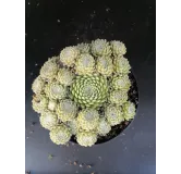 Sempervivum arachnoideum 'Minima'