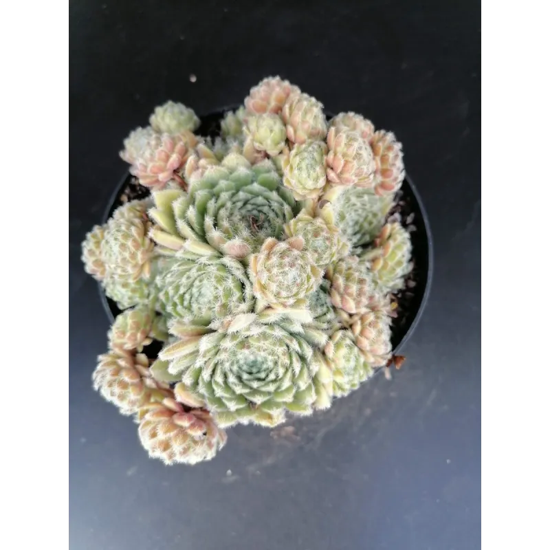 Sempervivum 'Alchemist'