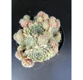 Sempervivum 'Alchemist'