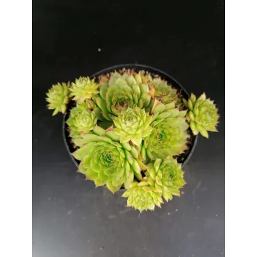 Sempervivum 'Storytelling Green Rosette'