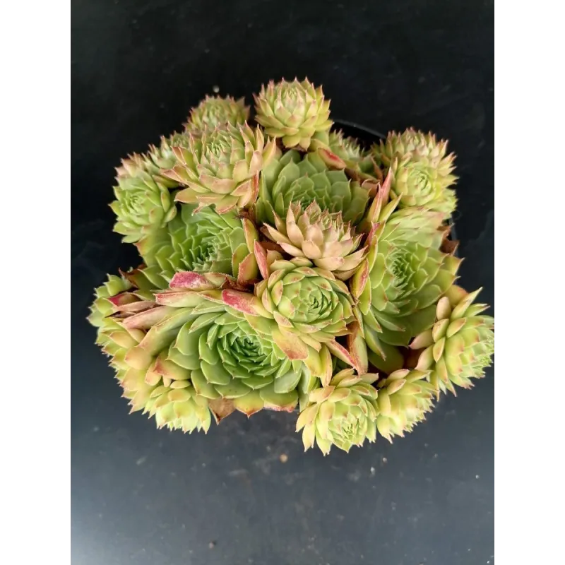 Sempervivum 'Gay Kester'