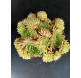 Sempervivum 'Gay Kester'