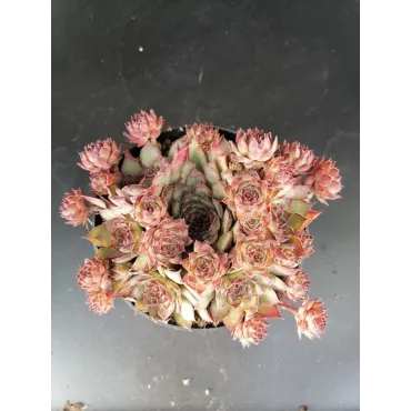 Sempervivum 'Shauna'