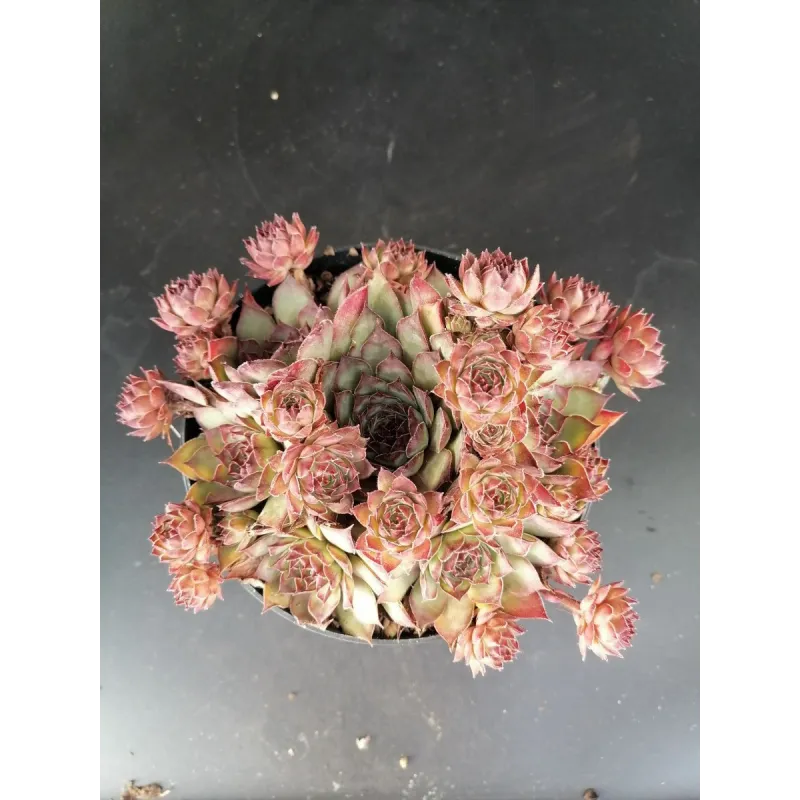 Sempervivum 'Shauna'