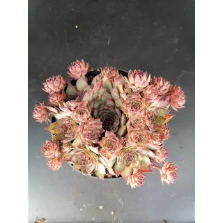 Sempervivum 'Shauna'