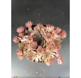 Sempervivum 'Shauna'