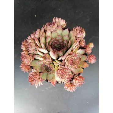 Sempervivum tectorum Subsp Sanguineum