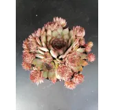 Sempervivum tectorum Subsp Sanguineum