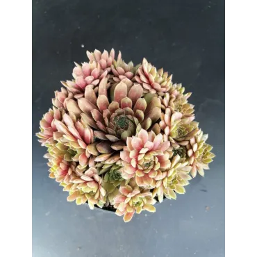 Sempervivum 'Pluto'