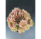 Sempervivum 'Pluto'