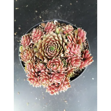 Sempervivum x silberkarneol / Joubarbe rouge