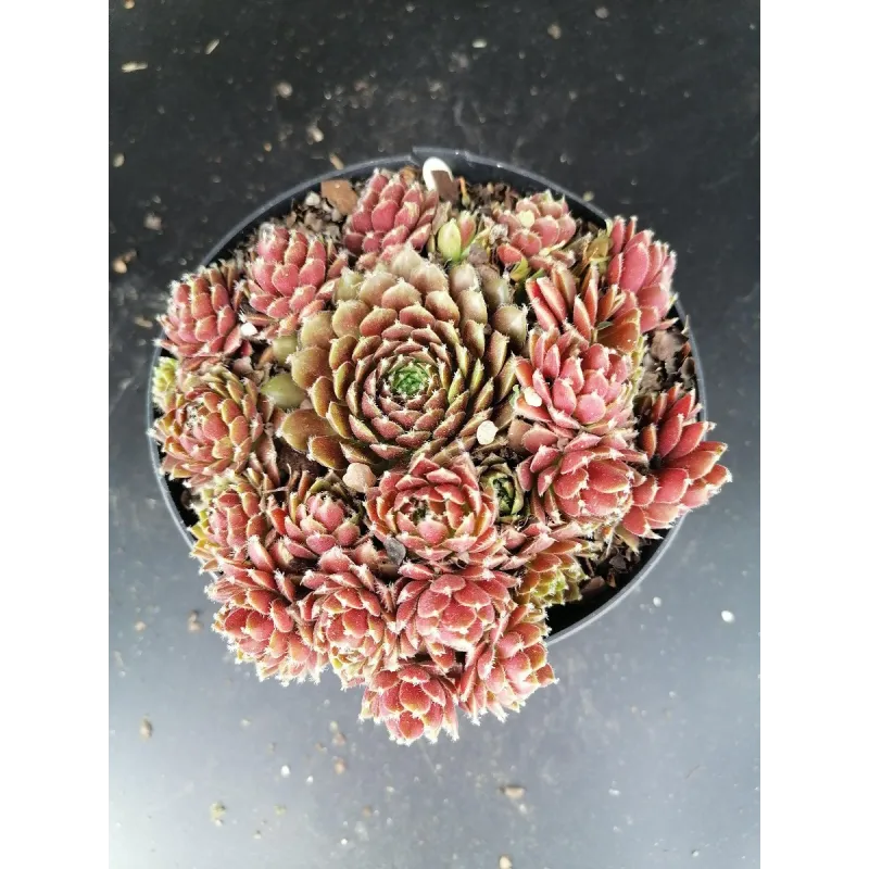 Sempervivum x silberkarneol / Joubarbe rouge