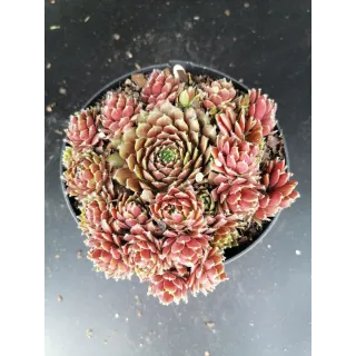 Sempervivum x silberkarneol / Joubarbe rouge