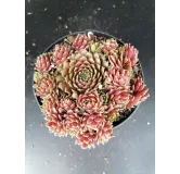 Sempervivum x silberkarneol / Joubarbe rouge