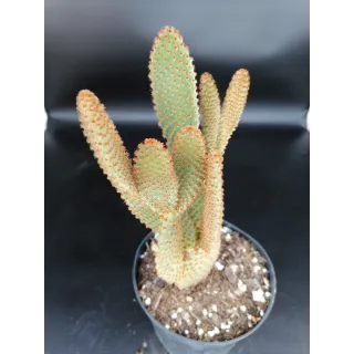 Opuntia microdasys Var. Rufida