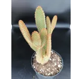 Opuntia microdasys Var. Rufida