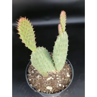 Opuntia lubrica