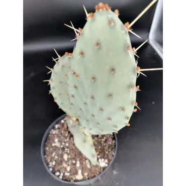 Opuntia sanguinocula