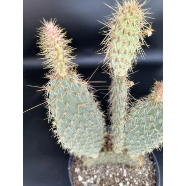 Opuntia strigil cv. Kurt