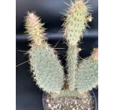 Opuntia strigil cv. Kurt