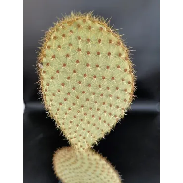 Opuntia scheerii