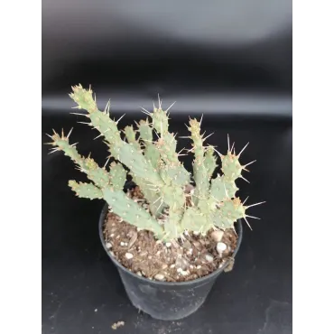 Opuntia pusilla / Oponce naine