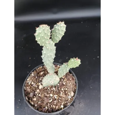 Opuntia fragilis var. Freiberg