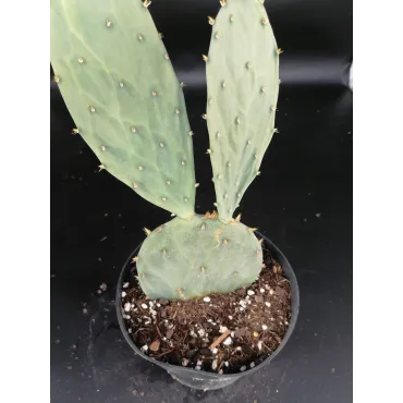 Opuntia bentonii