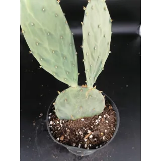 Opuntia bentonii