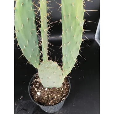 Opuntia elatior