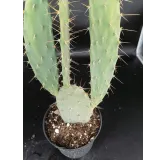 Opuntia elatior