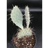 Opuntia x curvispina