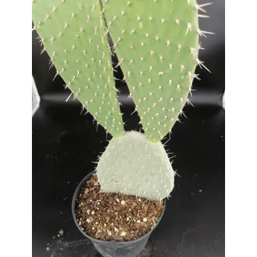 Opuntia chiangiana 'Xoconostle'