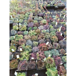 Box Sempervivum par 5 variÃ©s