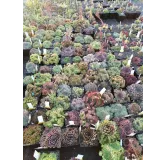 Box Sempervivum par 5 variÃ©s