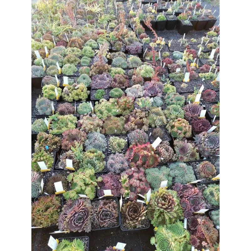 Box Sempervivum par 10 variÃ©s