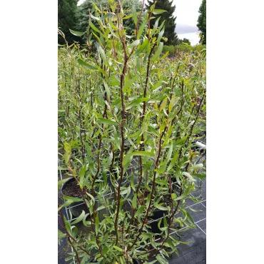 Salix matsudana 'Tortuosa Chocolat'/ Saule tortueux Chocolat