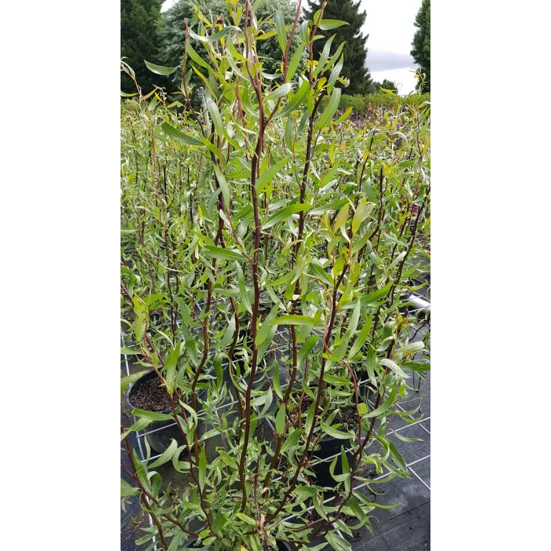 Salix matsudana 'Tortuosa Chocolat'/ Saule tortueux Chocolat