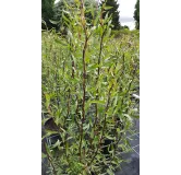 Salix matsudana 'Tortuosa Chocolat'/ Saule tortueux Chocolat