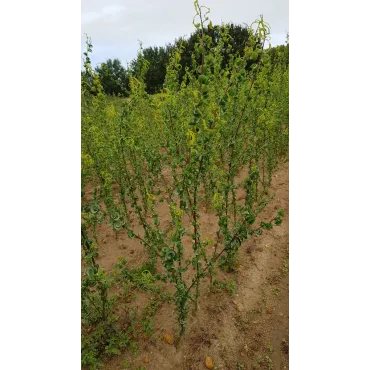 Salix babylonica 'Crispa' / Saule de NapolÃ©on