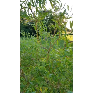 Salix x erythroflexuosa / Saule tortueux jaune